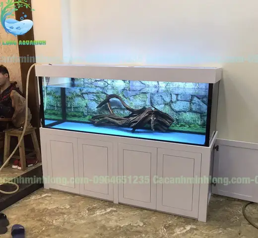 Bể Cá Rồng Công Nghệ Mới: Cẩm Nang Toàn Diện Nhất
