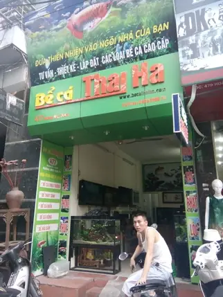 Tổng Hợp Các Địa Chỉ Bể Cá Cảnh Uy Tín Tại Thái Hà
