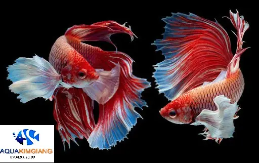 Tổng Hợp Các Địa Chỉ Bể Cá Cảnh Uy Tín Tại Thái Hà