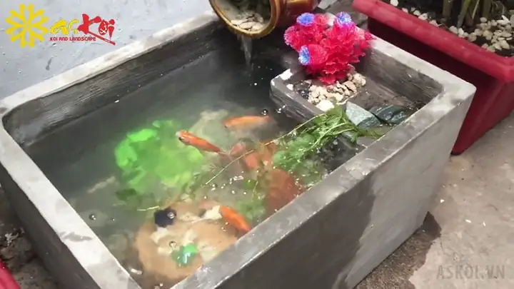 Bể Cá Thùng Xốp Xi Măng: Hướng Dẫn Tận Dụng & Lưu Ý Quan Trọng