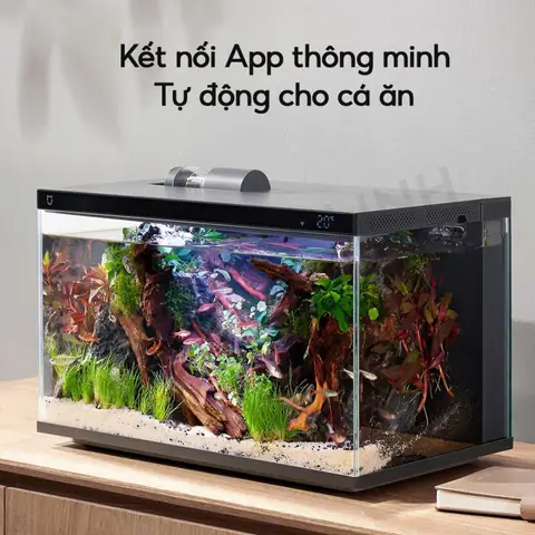 bể cá thủy sinh