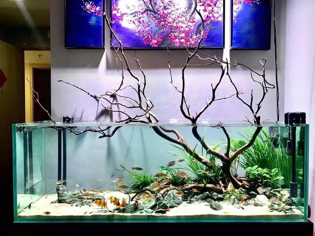 bể cá thủy sinh đẹp
