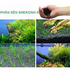 bể cá thủy sinh đẹp