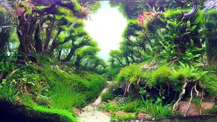 bể cá thủy sinh đẹp