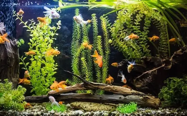 Chiêm Ngưỡng Những Bể Cá Thủy Sinh Đẹp Nhất Thế Giới