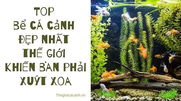 Chiêm Ngưỡng Những Bể Cá Thủy Sinh Đẹp Nhất Thế Giới