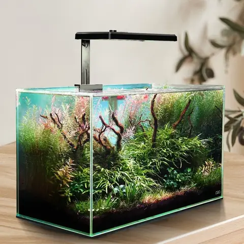 Làm thế nào để sở hữu bể cá thủy sinh giá rẻ mà vẫn bền đẹp?