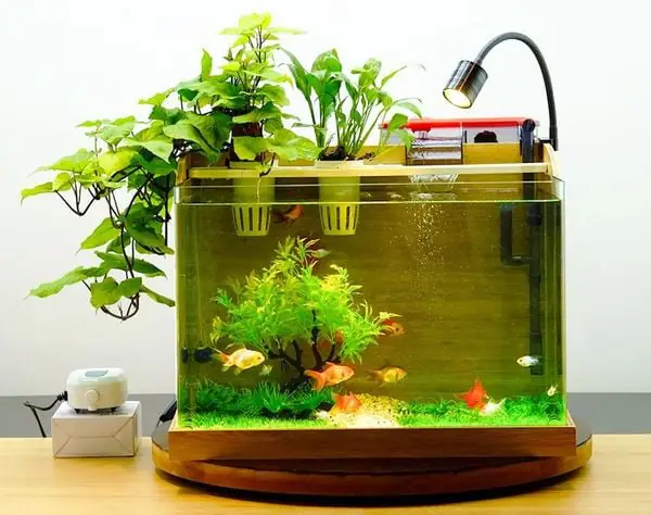 5. Cách chăm sóc bể cá thủy sinh mini đơn giản