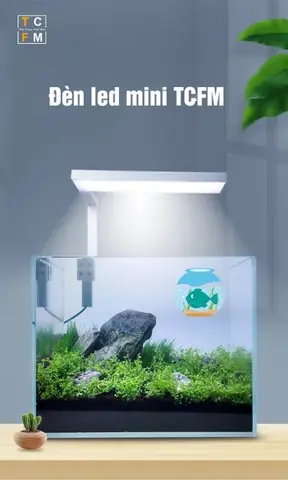 bể cá thủy sinh mini