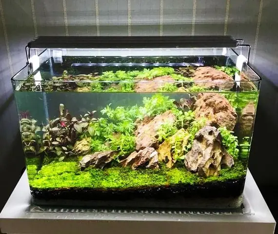 Bể Cá Thủy Sinh Mini Hà Nội: Địa Chỉ Mua Uy Tín & Kinh Nghiệm Chọn
