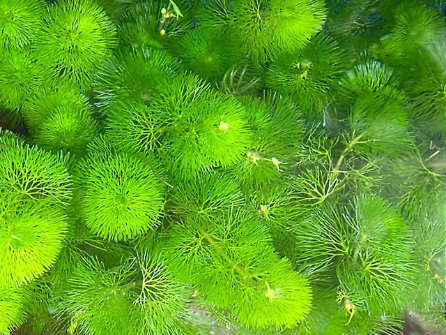 1. Các loại rong thủy sinh