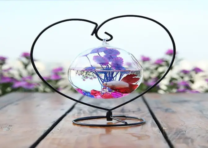 Bể Cá Tròn Đẹp: Cẩm Nang Lựa Chọn, Trang Trí Và Chăm Sóc Bể Cá Tròn Đẹp: Cẩm Nang Lựa Chọn, Trang Trí Và Chăm Sóc