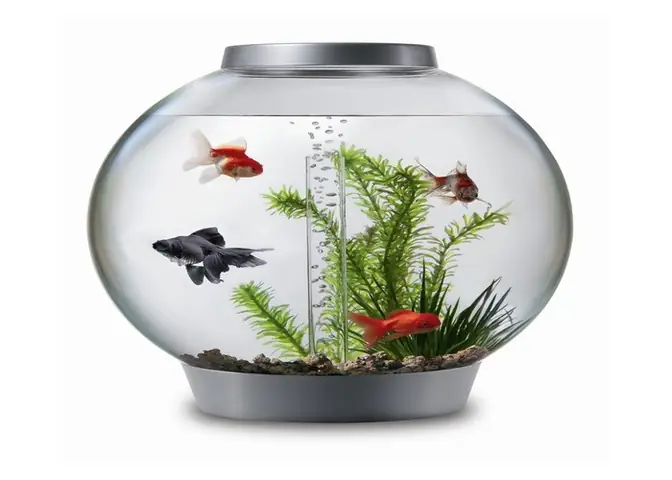 Bể Cá Tròn Đẹp: Cẩm Nang Lựa Chọn, Trang Trí Và Chăm Sóc Bể Cá Tròn Đẹp: Cẩm Nang Lựa Chọn, Trang Trí Và Chăm Sóc