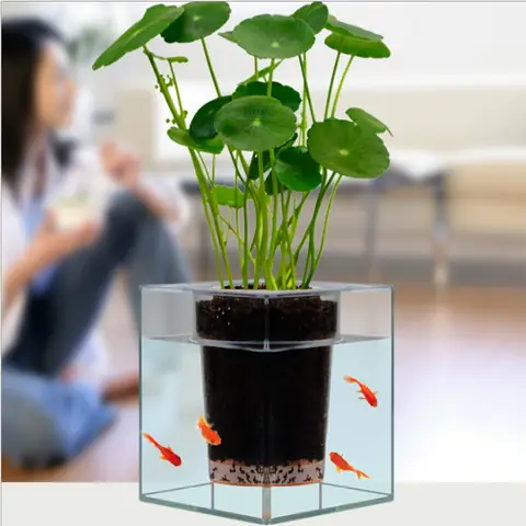 Làm Thế Nào Để Thiết Lập Bể Cá Trồng Cây Đẹp Chuẩn?