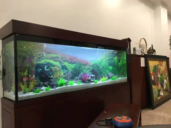 1. Lợi ích của bể cá trong nhà