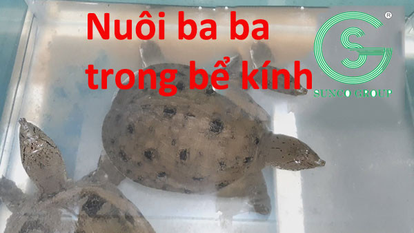 Bể kính được thiết kế khoa học cho baba và cá cảnh