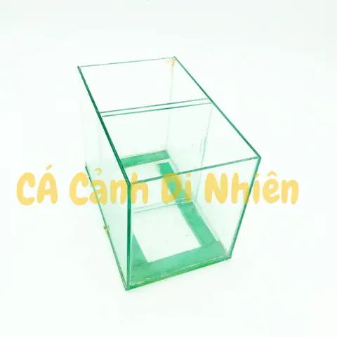 Bể Kính Nuôi Cá Betta: Chọn & Thiết Lập Chuẩn Khoa Học