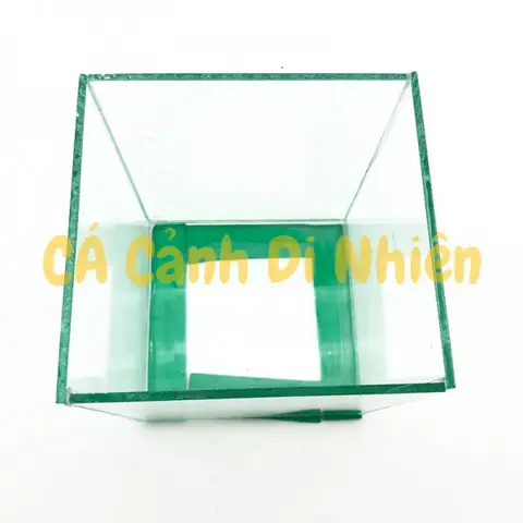 Hướng Dẫn Chọn Và Thiết Lập **Bể Nuôi Cá Betta** Hoàn Hảo