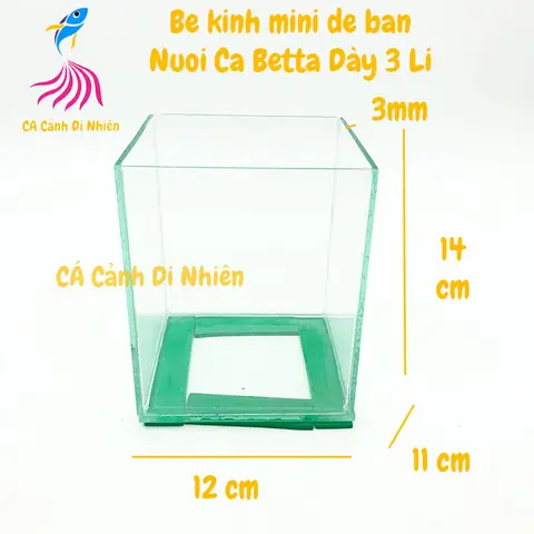 Hướng Dẫn Chọn Và Thiết Lập **Bể Nuôi Cá Betta** Hoàn Hảo
