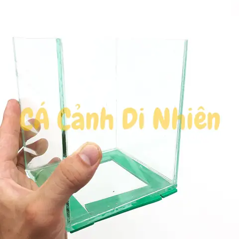Hướng Dẫn Chọn Và Thiết Lập **Bể Nuôi Cá Betta** Hoàn Hảo