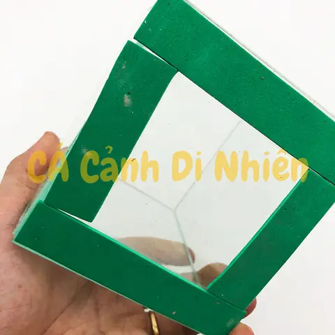 Hướng Dẫn Chọn Và Thiết Lập **Bể Nuôi Cá Betta** Hoàn Hảo