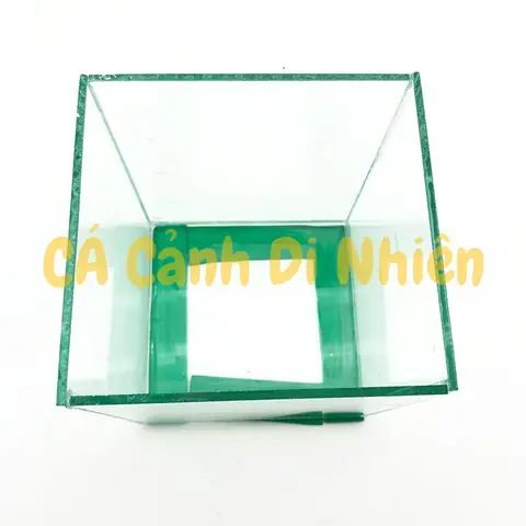 Hướng Dẫn Chọn Và Thiết Lập **Bể Nuôi Cá Betta** Hoàn Hảo