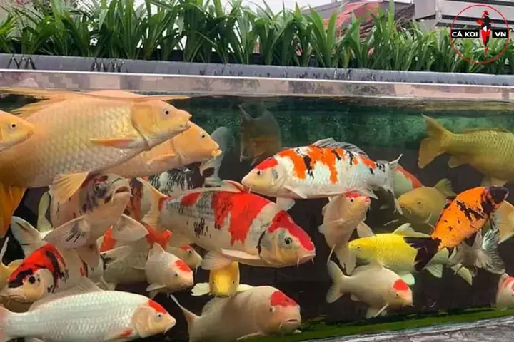 Bể Nuôi Cá Koi: Hướng Dẫn Chi Tiết Để Cá Phát Triển Tốt Nhất