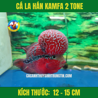 Bể nuôi cá La Hán Kamfa với đầy đủ hệ thống lọc, môi trường tối ưu cho cá đạt kích thước tối đa