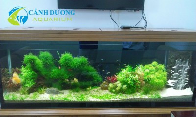 Bể thủy sinh 2014 với bố cục hài hòa