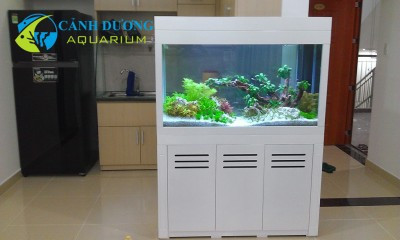 Bể thủy sinh 2014 với cây xanh và cá