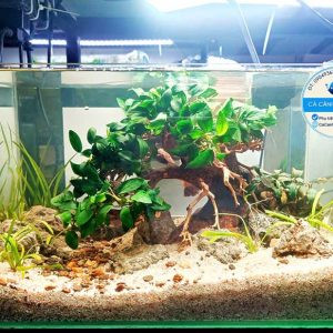 Bể thủy sinh bố cục cây bonsai gắn ráy