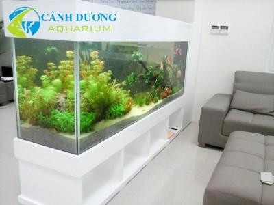 Bể thủy sinh với bố cục đá và cây xanh