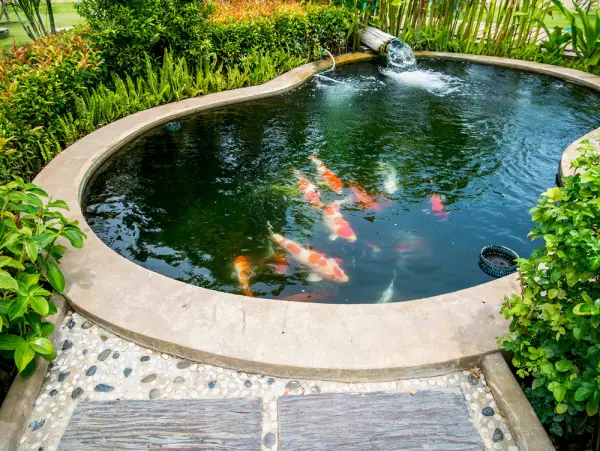 Hướng Dẫn Chi Tiết Xây Dựng và Chăm Sóc Bể Xi Măng Nuôi Cá Cảnh Toàn Diện