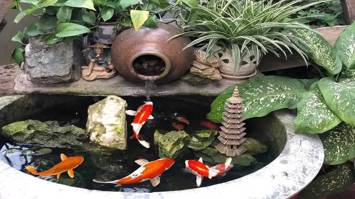 Hướng Dẫn Chi Tiết Xây Dựng và Chăm Sóc Bể Xi Măng Nuôi Cá Cảnh Toàn Diện