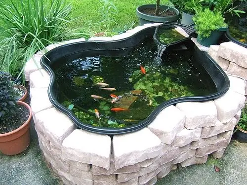 Hướng Dẫn Chi Tiết Xây Dựng và Chăm Sóc Bể Xi Măng Nuôi Cá Cảnh Toàn Diện