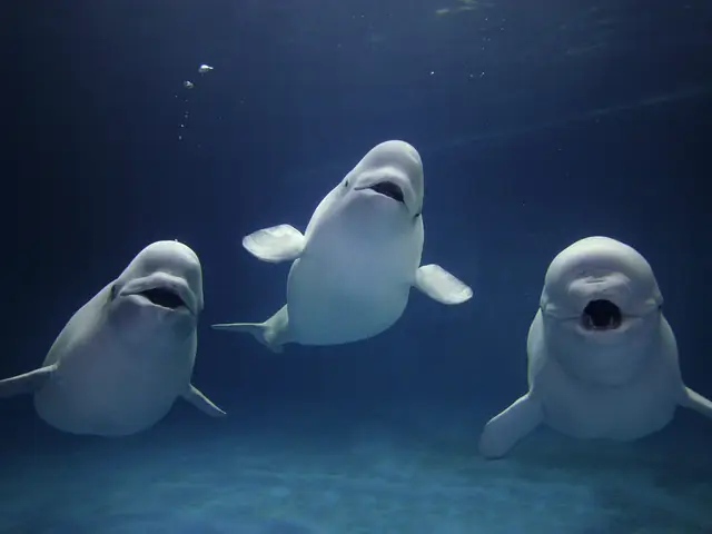 Beluga là cá gì: Đặc điểm, môi trường sống & tầm quan trọng
