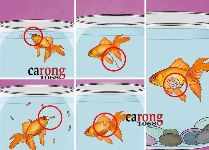Bệnh Bong Bóng Cá: Hướng Dẫn Chi Tiết Từ A Đến Z Cho Người Nuôi
