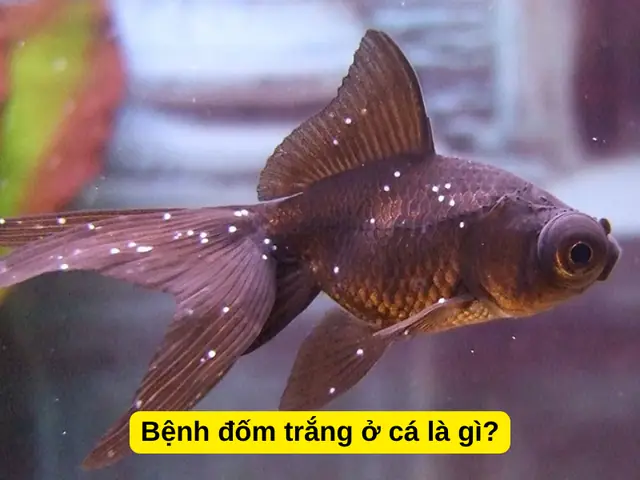 Bệnh Đốm Trắng Ở Cá Vàng: Dấu Hiệu, Nguyên Nhân Và Cách Trị