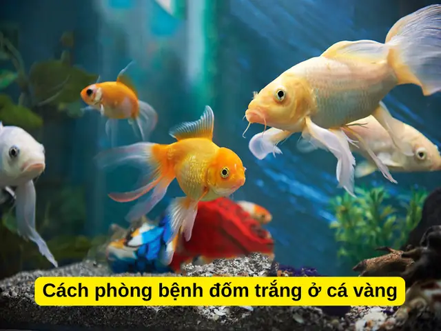 Bệnh Đốm Trắng Ở Cá Vàng: Dấu Hiệu, Nguyên Nhân Và Cách Trị