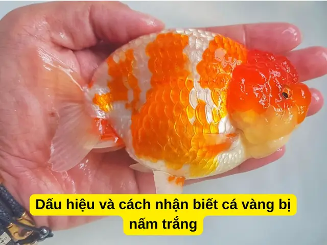 Bệnh Đốm Trắng Ở Cá Vàng: Dấu Hiệu, Nguyên Nhân Và Cách Trị