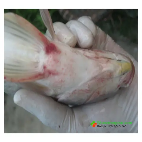 Bệnh Lồi Mắt Ở Cá Rô Phi: Triệu Chứng, Nguyên Nhân Và Cách Trị