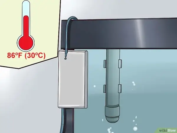 Bệnh nấm cá cảnh: Nguyên nhân, triệu chứng và cách điều trị hiệu quả