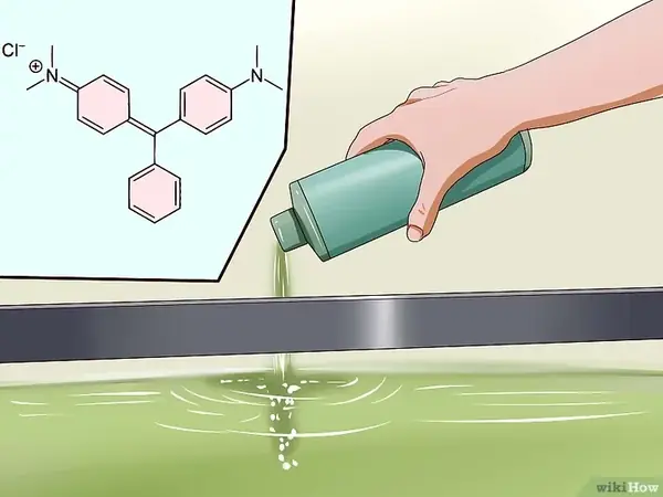 Bệnh nấm cá cảnh: Nguyên nhân, triệu chứng và cách điều trị hiệu quả