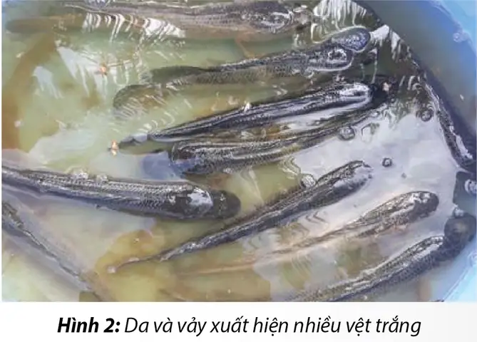 Bệnh trắng da trên cá lóc: Nguyên nhân, triệu chứng và cách điều trị hiệu quả