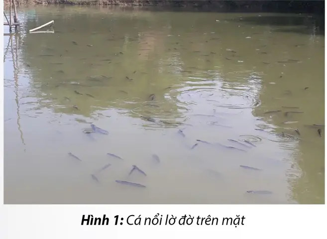 Bệnh trắng da trên cá lóc: Nguyên nhân, triệu chứng và cách điều trị hiệu quả
