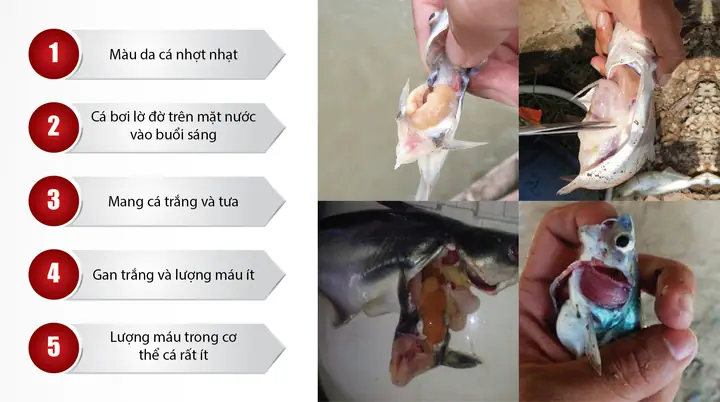 Tại Sao Cá Tra Bị Trắng Da? Nguyên Nhân Và Giải Pháp Hiệu Quả