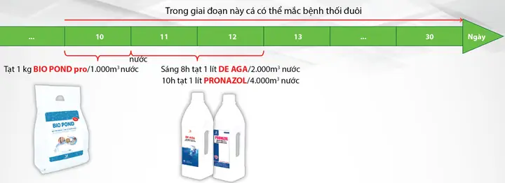 Bệnh Trắng Đuôi Trên Cá Tra: Nguyên Nhân, Triệu Chứng & Điều Trị