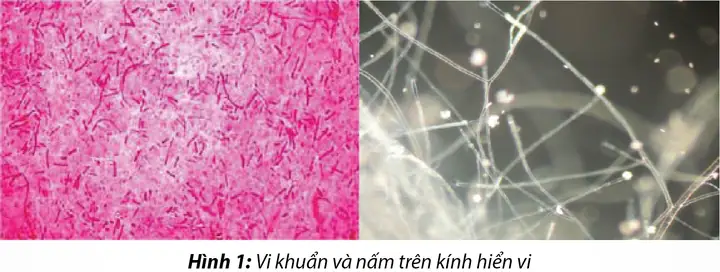 Bệnh Trắng Đuôi Trên Cá Tra: Nguyên Nhân, Triệu Chứng & Điều Trị