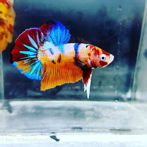 Betta 90NTT