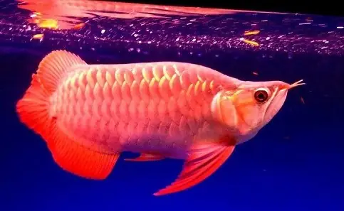 Biểu Hiện Cá Rồng Bị Sốc Nước: Nhận Biết Và Cách Xử Lý Kịp Thời